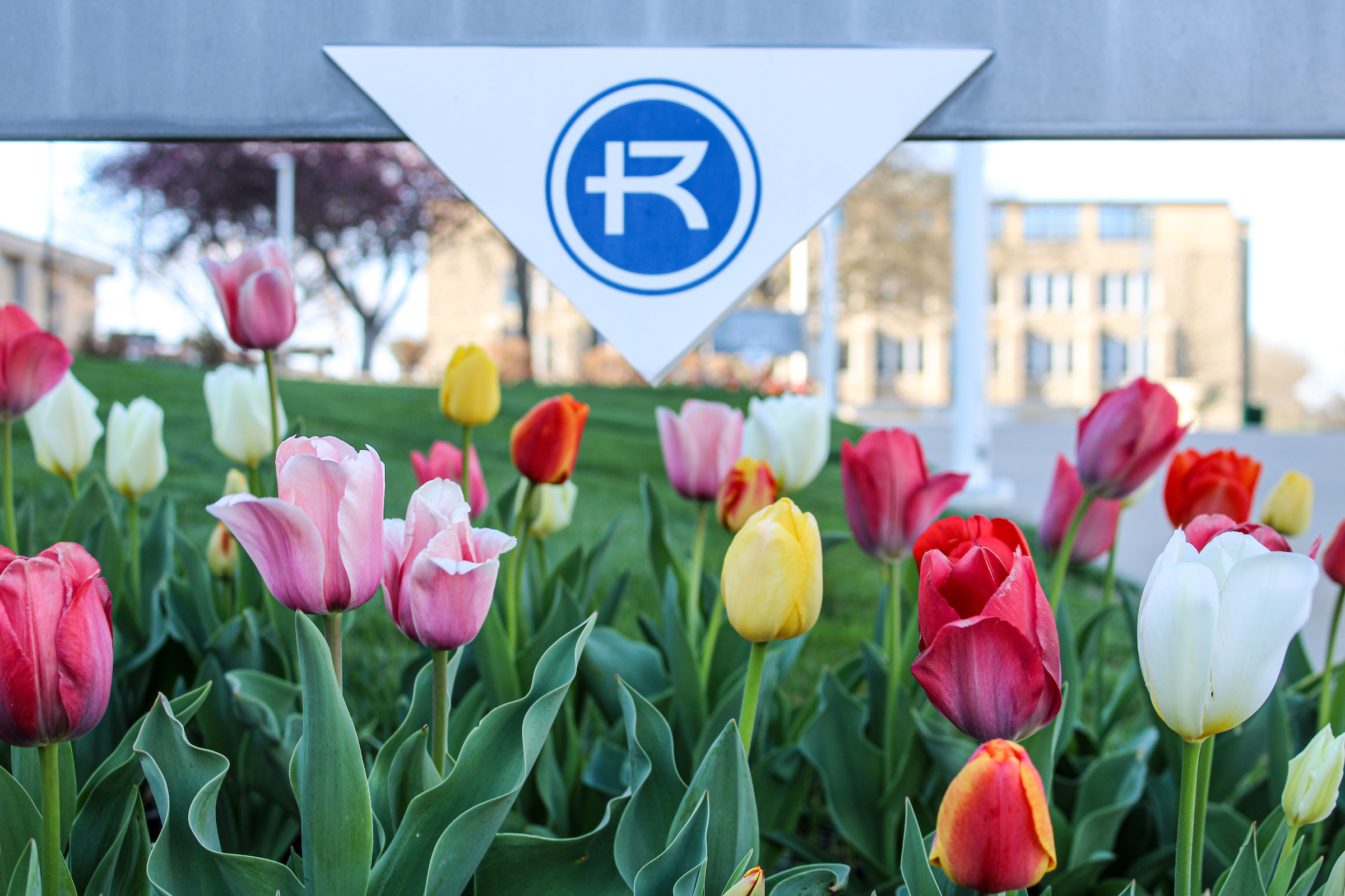 Multicolored tulips grow under a Rockhurst sign with a college building in the background