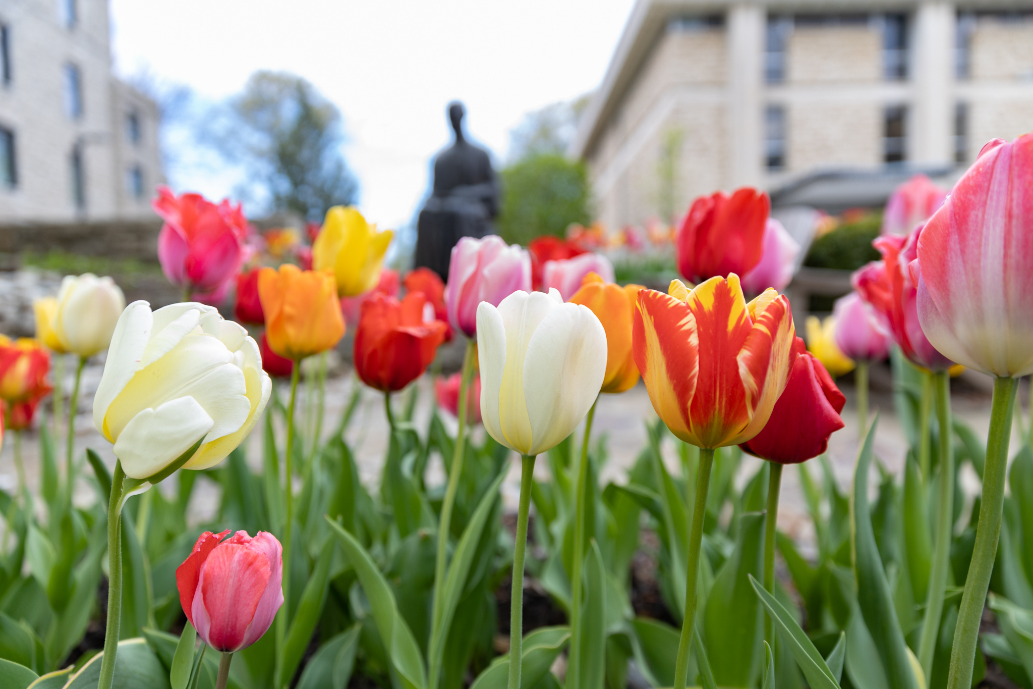 Close-up of tulips with a statue of Saint Ignatius of Loyola and the Rockhurst library in the background. 