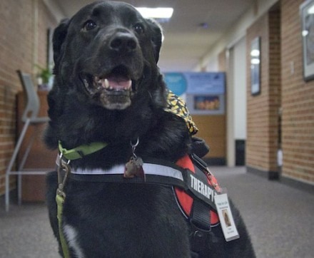 Therapy Dog Offers Comfort to Campus and Its Visitors