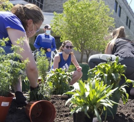 Biology Students, Faculty Plant Pollinator Oasis on Campus