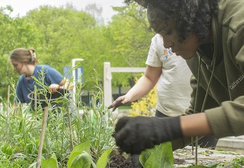 Students working in a pollinator garden on campus